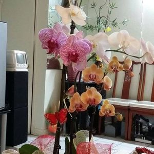 Meet your Posher, Dao